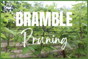Pruning Brambles
